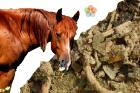 Nehezített belégzésre gyógynövények lovaknak (ASIMA) 1,2 kg