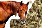 Pataerősítő gyógynövények lovaknak (BLOF) 1,2 kg