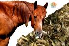 Allergiás kehességre gyógynövények lovaknak (CORST) 1,2 kg