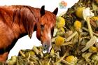 Bokszpihenőre ítélt lovaknak nyugtató gyógynövények (BOST) 0,6kg
