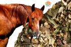 Immunerősitő gyógynövények lovaknak (IMMUN) 1kg