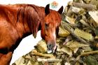 Nyugtató gyógynövények lovaknak (NOST) 1,2 kg