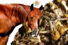 Kólika-megelőző gyógynövények lovaknak (NOSPAS) 1kg