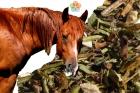 Nyálkaoldó és köptető gyógynövények lovaknak (NOER) 1kg