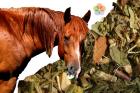Idős lovaknak gyógynövények (OLDI) 1kg